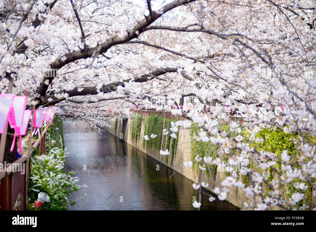 Tokyo, Japan am Meguro Kanal im Frühjahr. Stockfoto