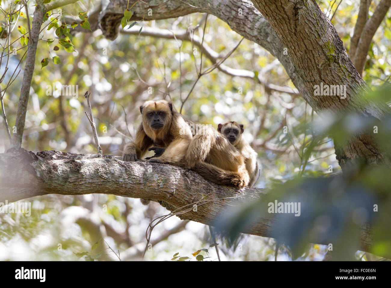 Weibliche schwarze Brüllaffe mit jungen Stockfoto
