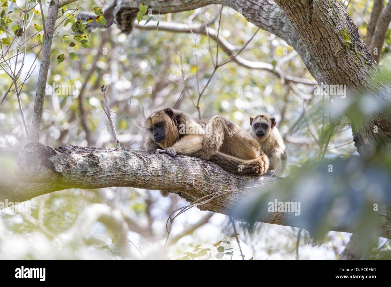 Weibliche schwarze Brüllaffe mit jungen Stockfoto