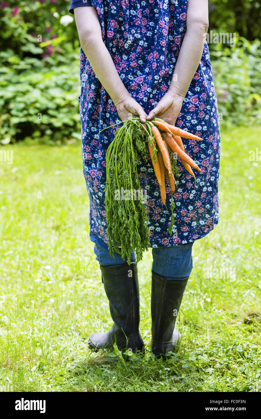 Frau, die Karotten zu ernten Stockfoto