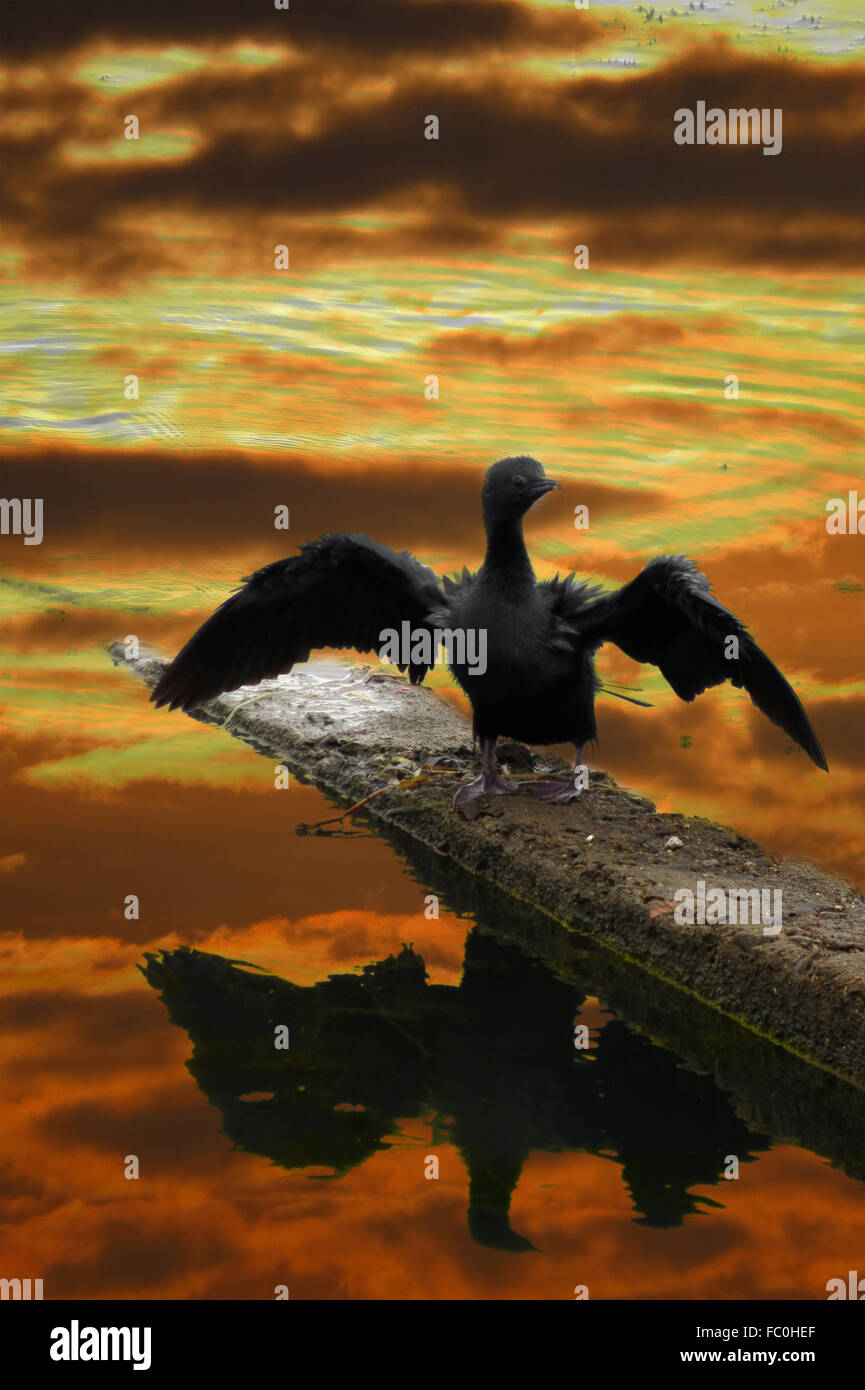 Ein Fluss Vogel seine Flügel an den Ufern eines Flusses zum Zeitpunkt des Sonnenuntergangs dehnen. Stockfoto