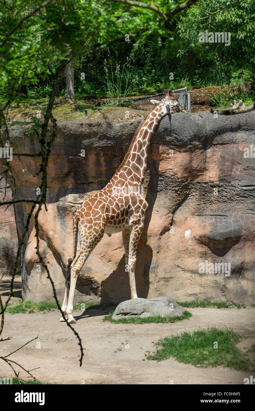 Recticulated Giraffe, Giraffe Giraffa Reticulata, im Zoo von Oregon, Portland, Oregon, USA Stockfoto