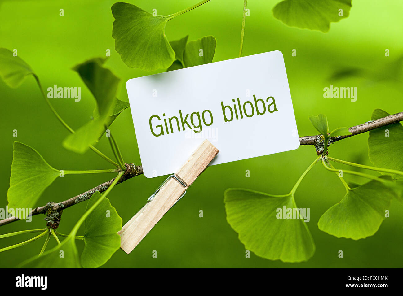 Das Wort "Ginkgo Biloba in ein Ginkgo-Baum Stockfoto