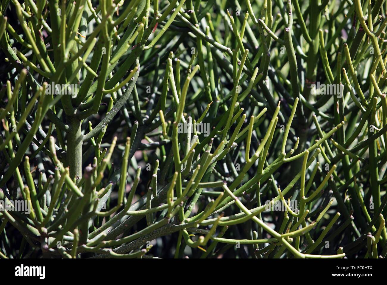 Es gibt einen bleistiftstrauch Fotos und Bildmaterial in hoher