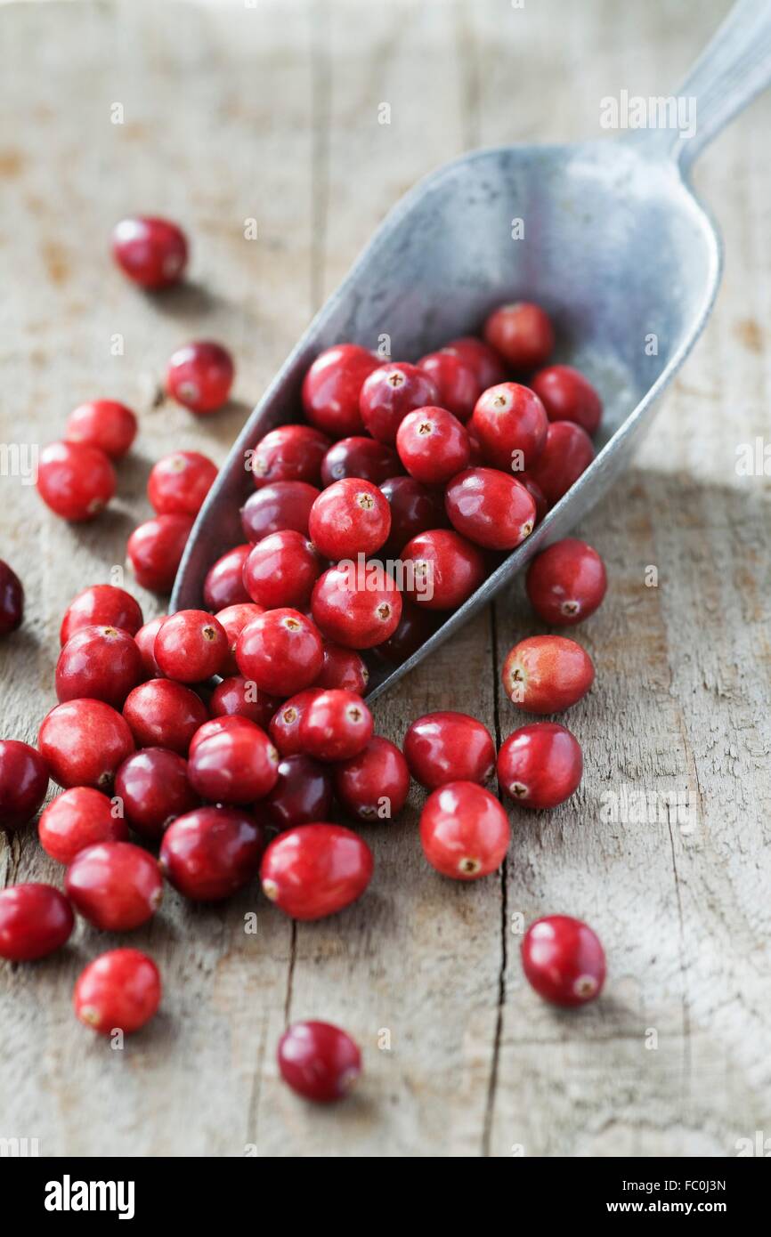 Preiselbeeren in einer Kugel Metall Korn Stockfoto