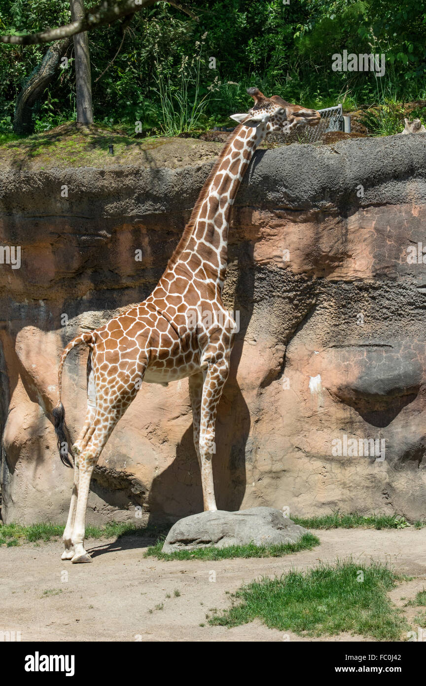 Recticulated Giraffe, Giraffe Giraffa Reticulata, im Zoo von Oregon, Portland, Oregon, USA Stockfoto
