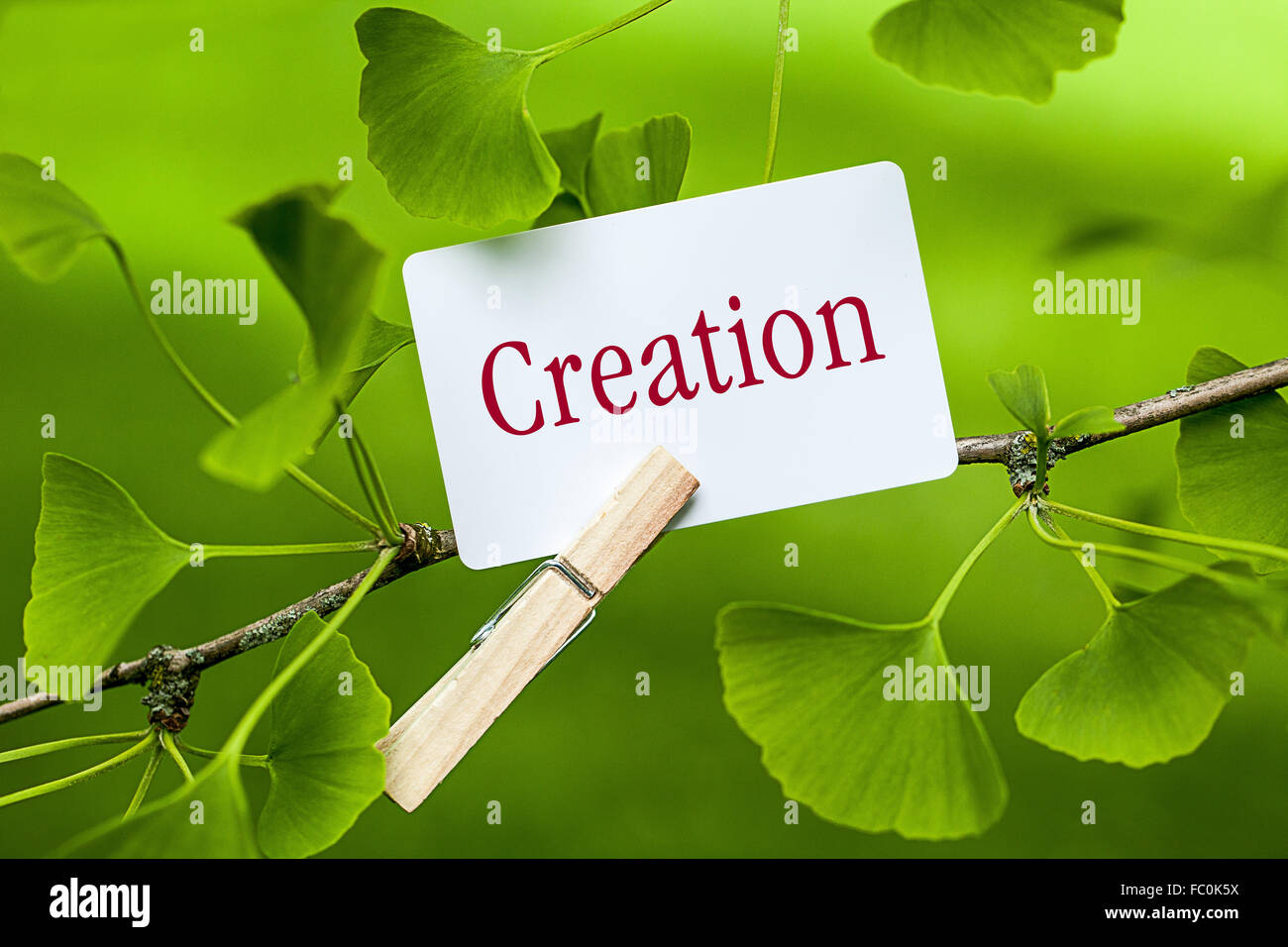 Das Wort "Schöpfung in einem Ginkgobaum Stockfoto