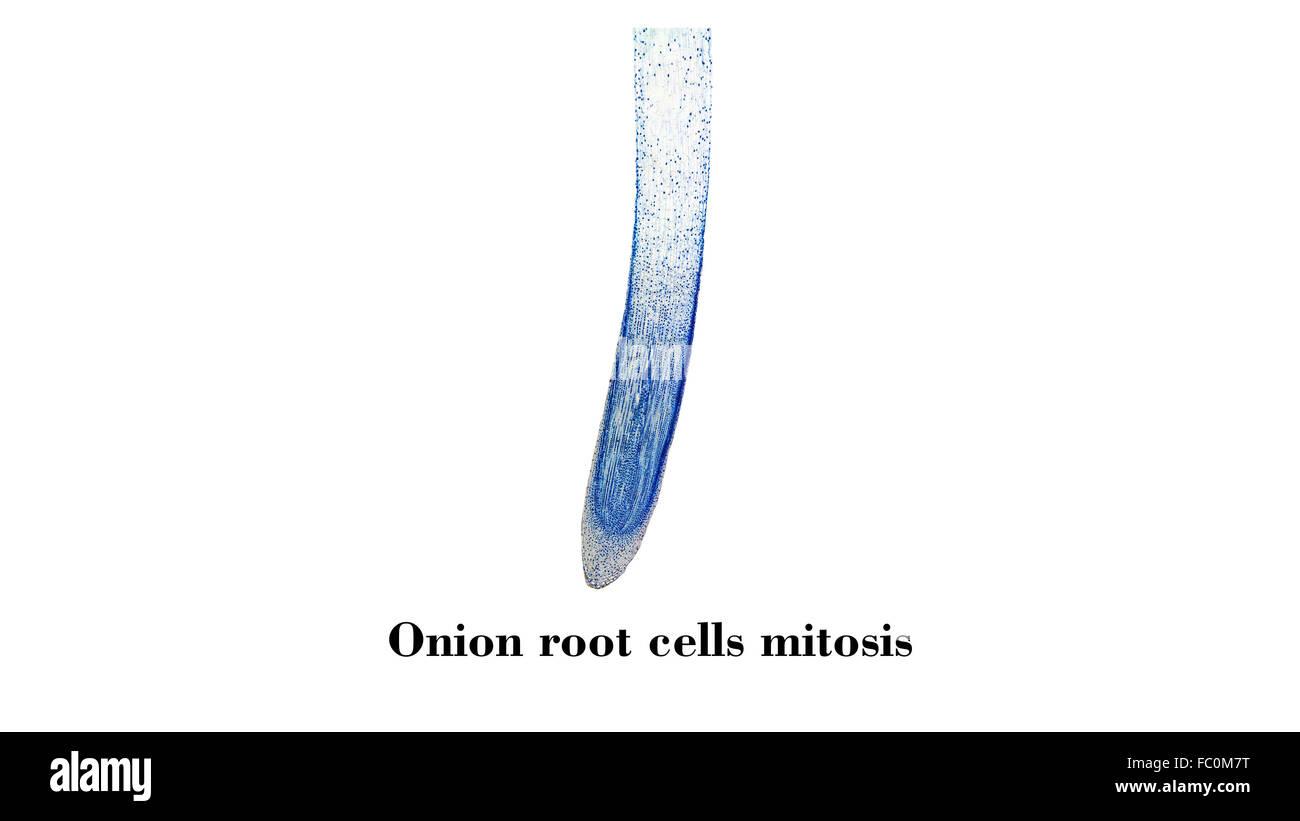 Zellen Mitose Schliffbild Stockfoto