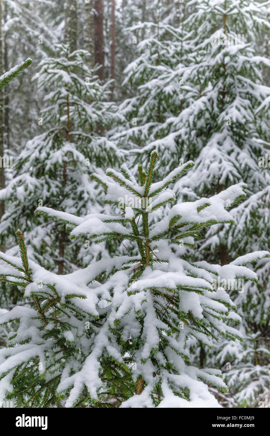 Fichte, bedeckt mit Schnee im Winterwald Stockfoto