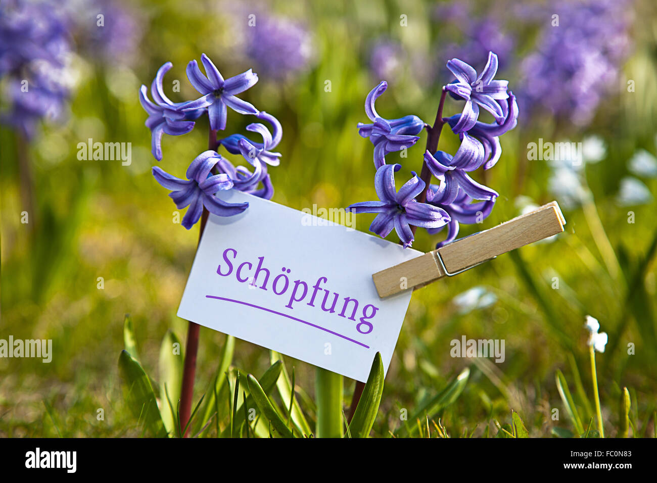 Das Wort "Schöpfung" mit Hyazinthen Stockfoto