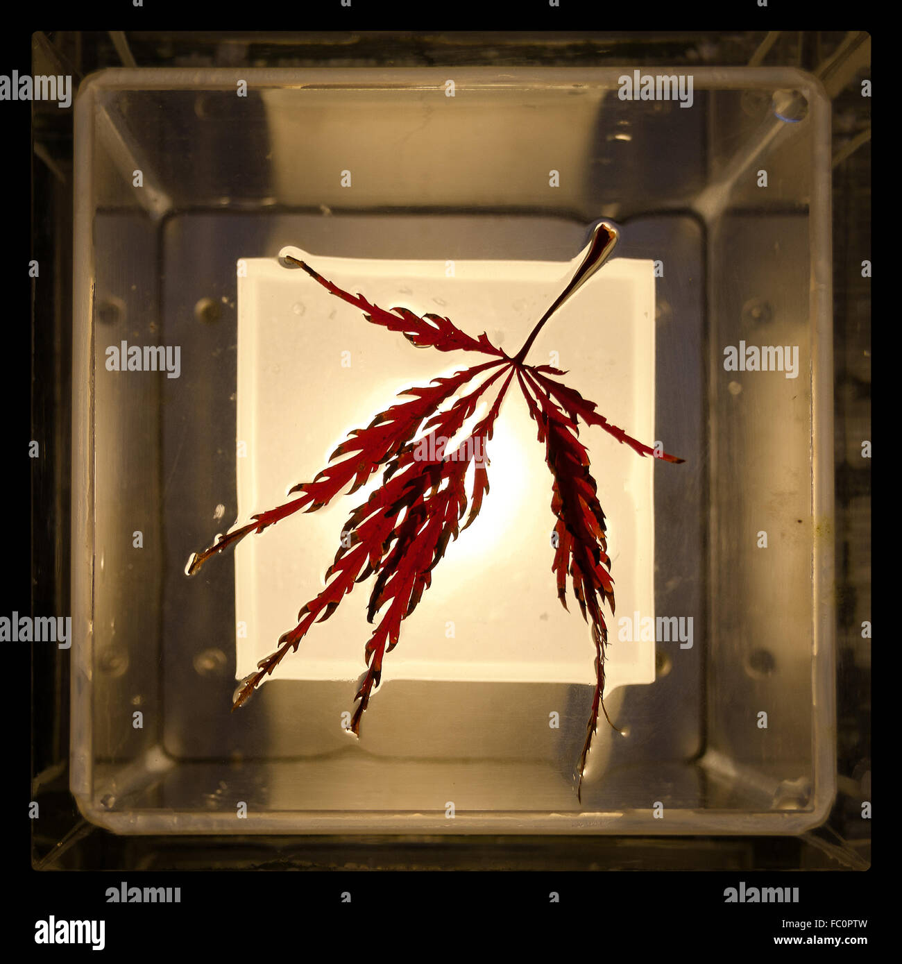 eine rote japanische Ahorn Blatt Stockfoto