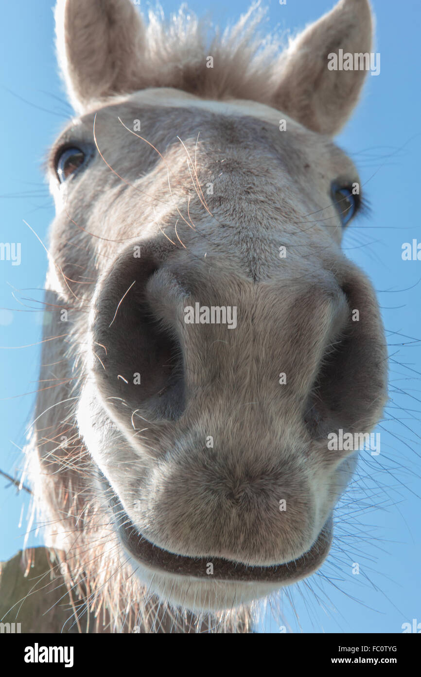 ein Close Up von einem weißen Pferdekopf Stockfoto