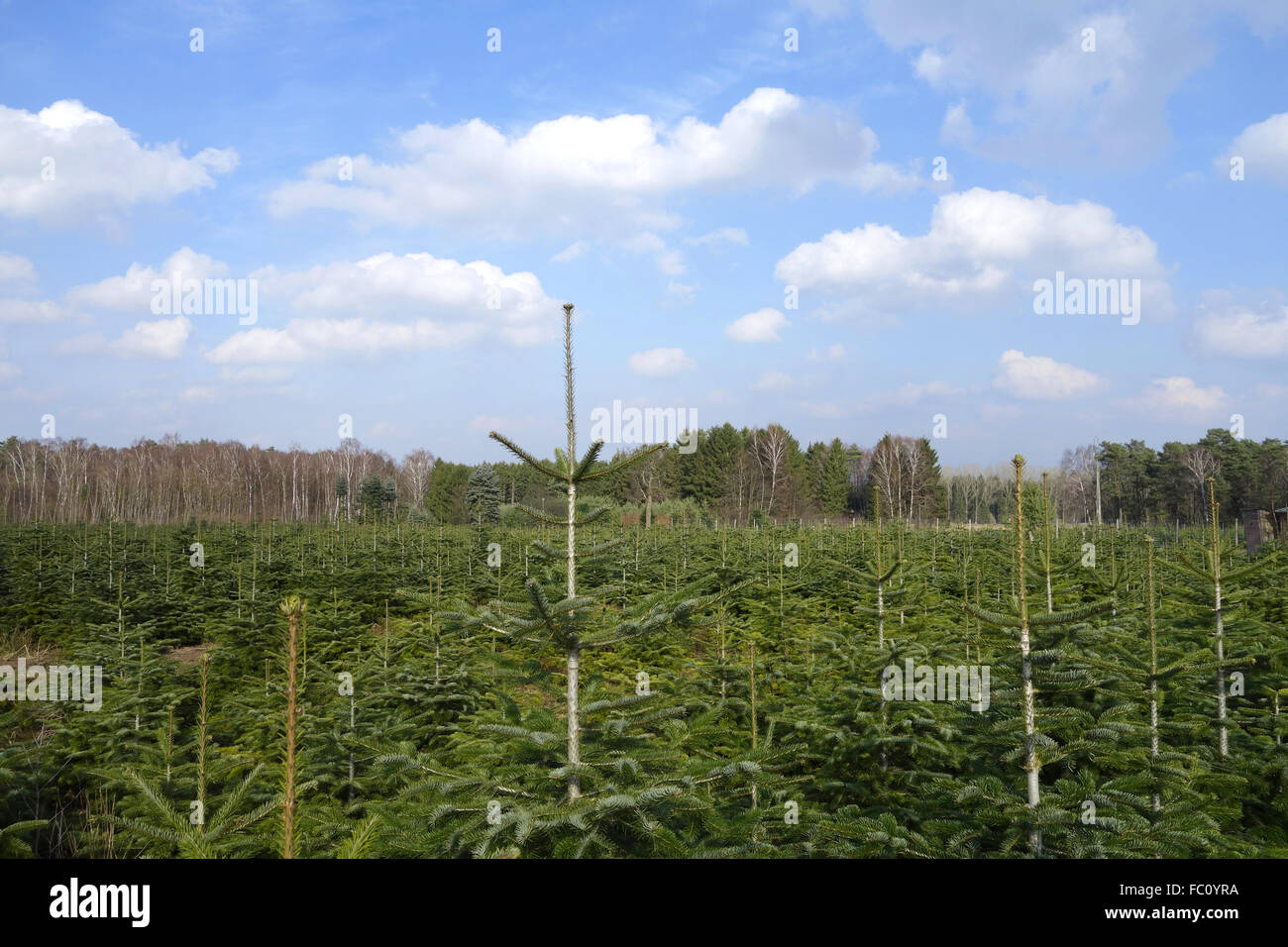 Weihnachtsbaum-Plantage Stockfoto