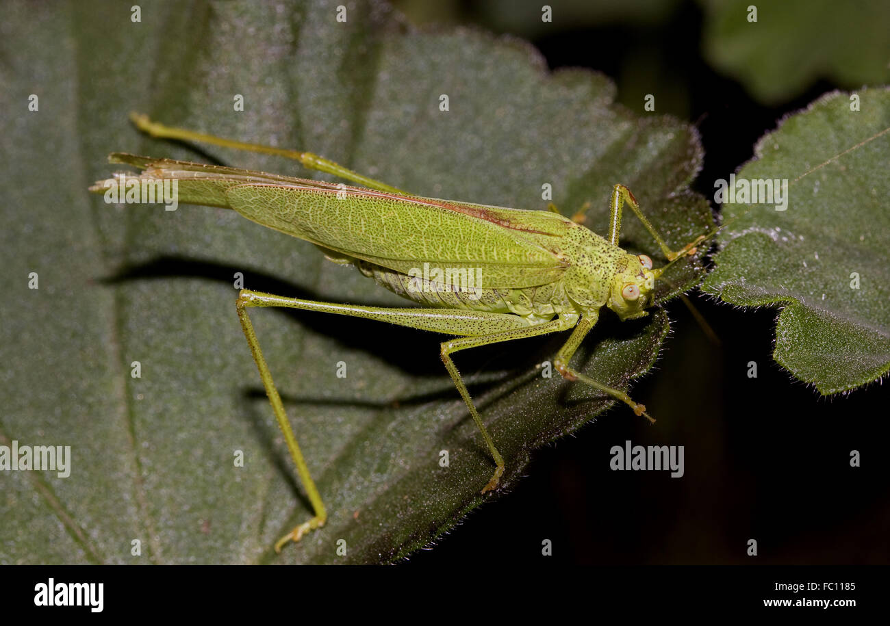 Lily Bush Cricket Tylopsis liliifolia Stockfoto