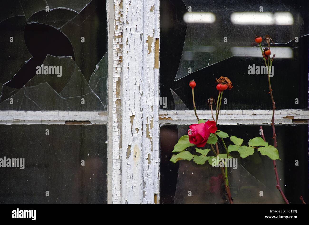 rote rose und verwitterte Holzfenster Stockfoto
