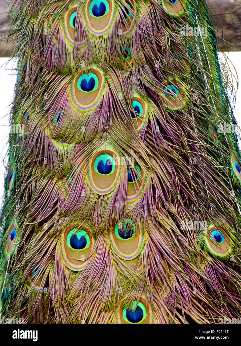 Zug von einem blauen indischen Pfauen Stockfoto