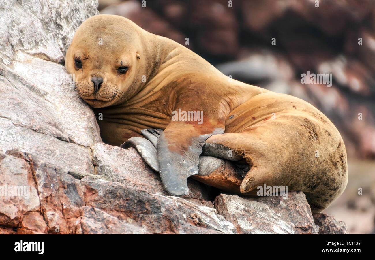 Sea Lion Cub schlafen Stockfoto