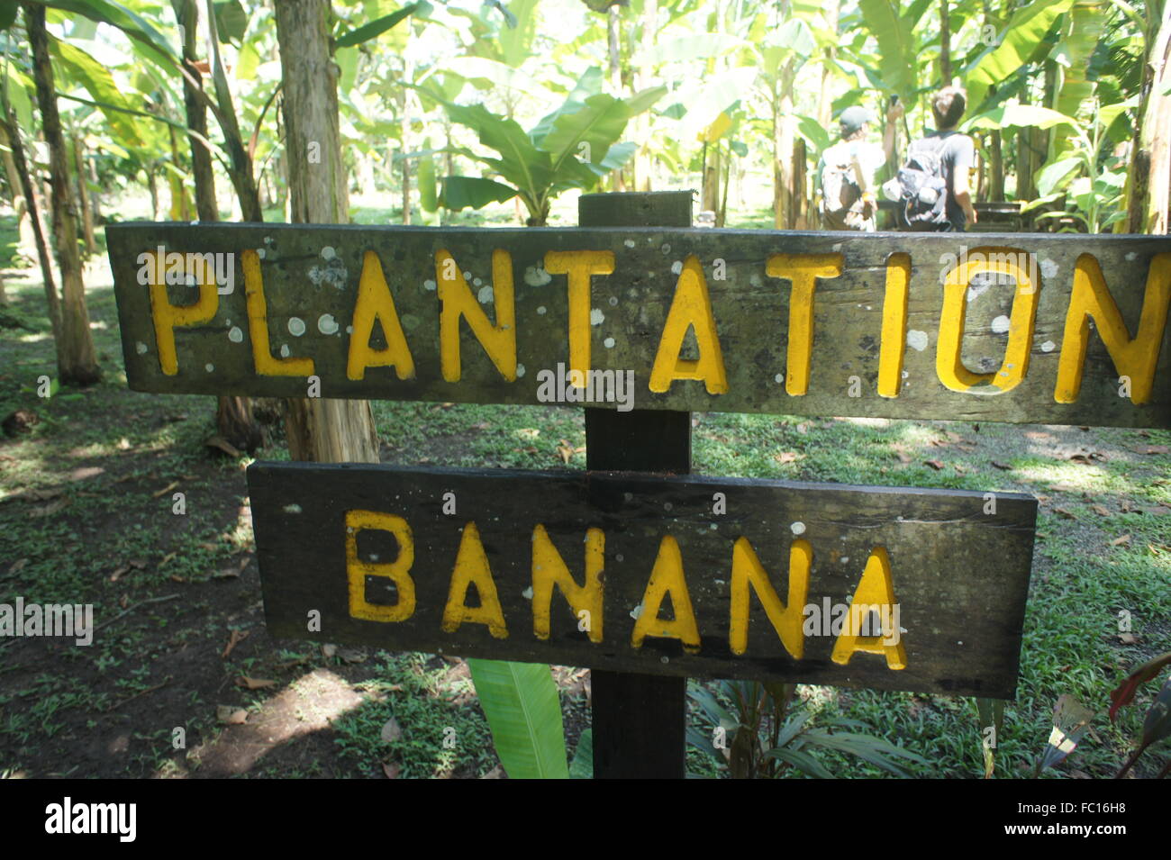 Bananenplantage Stockfoto
