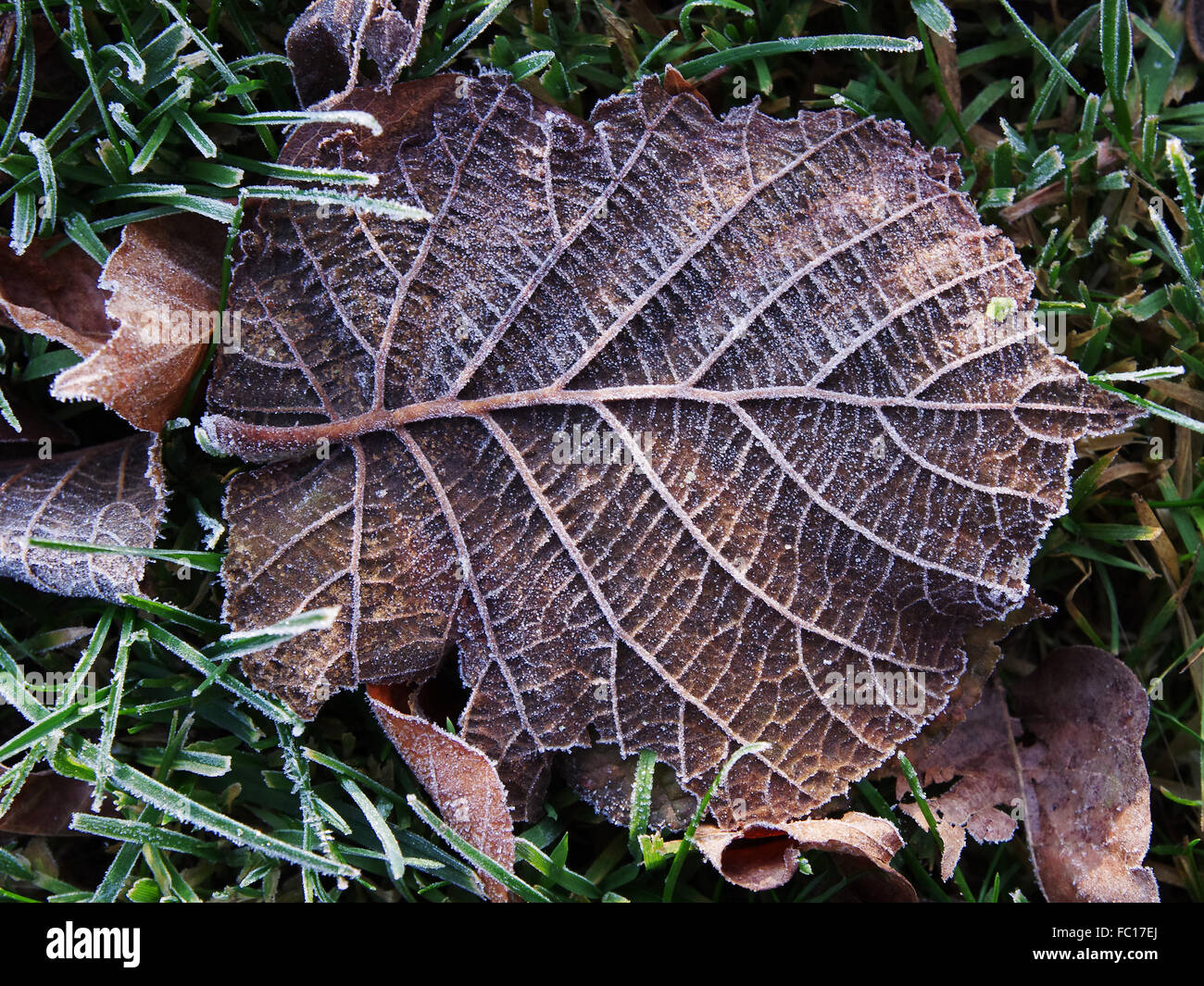 Verwelkte Blätter Blatt in Raureif Stockfoto