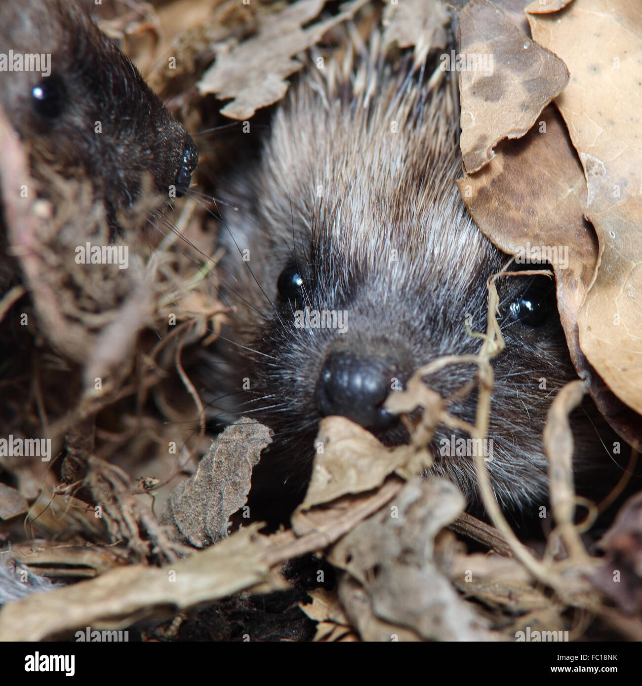 43+ Igel Nest Im Garten, Igel sammeln im umkreis von einigen metern