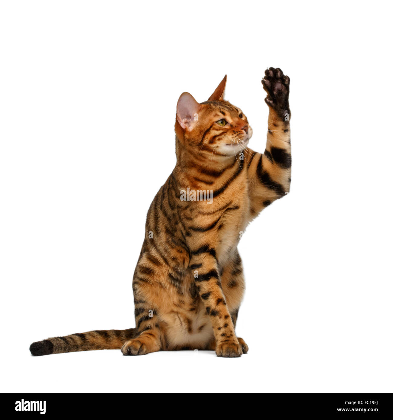 Bengal Katze sitzt und hob Pfote wie ein high five Stockfoto