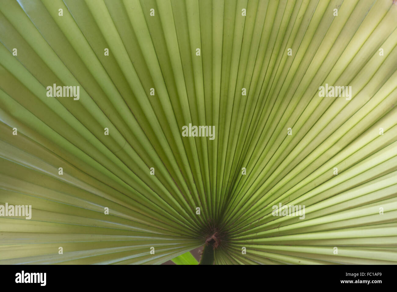 Palm-Leaf - Nahaufnahme Stockfoto