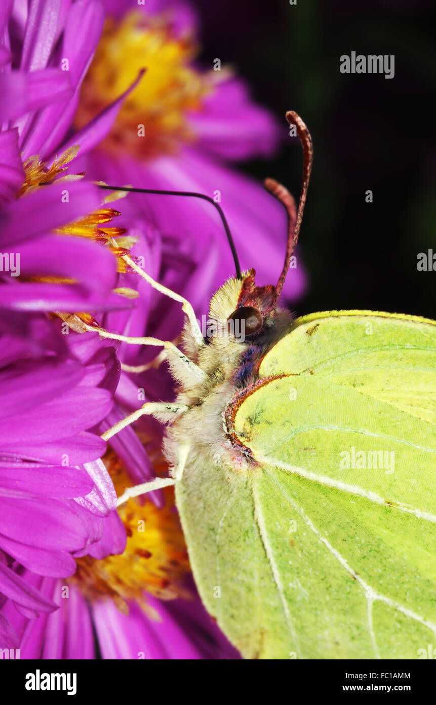 Brimstone Schmetterling auf Blume Aster Stockfoto