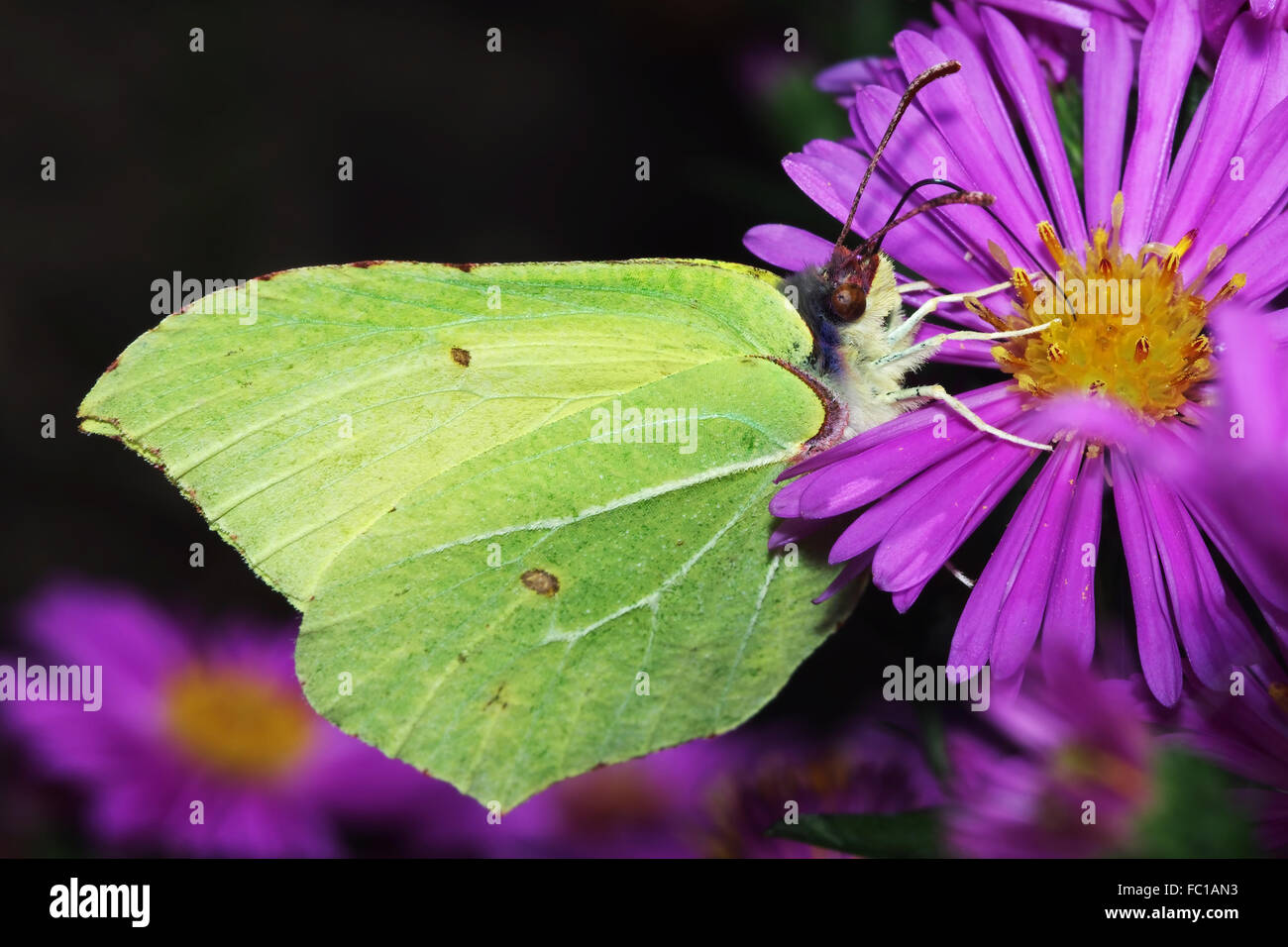 Brimstone Schmetterling auf Blume Aster Stockfoto