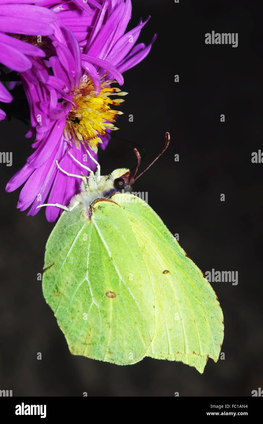 Brimstone Schmetterling auf Blume Aster Stockfoto