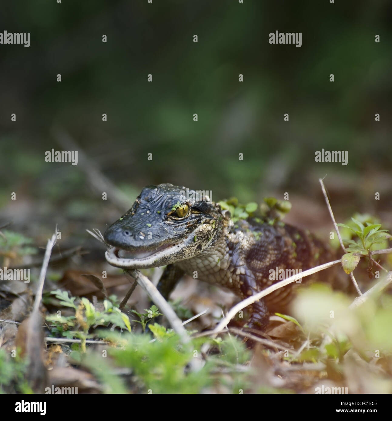 Baby-Alligator Stockfoto