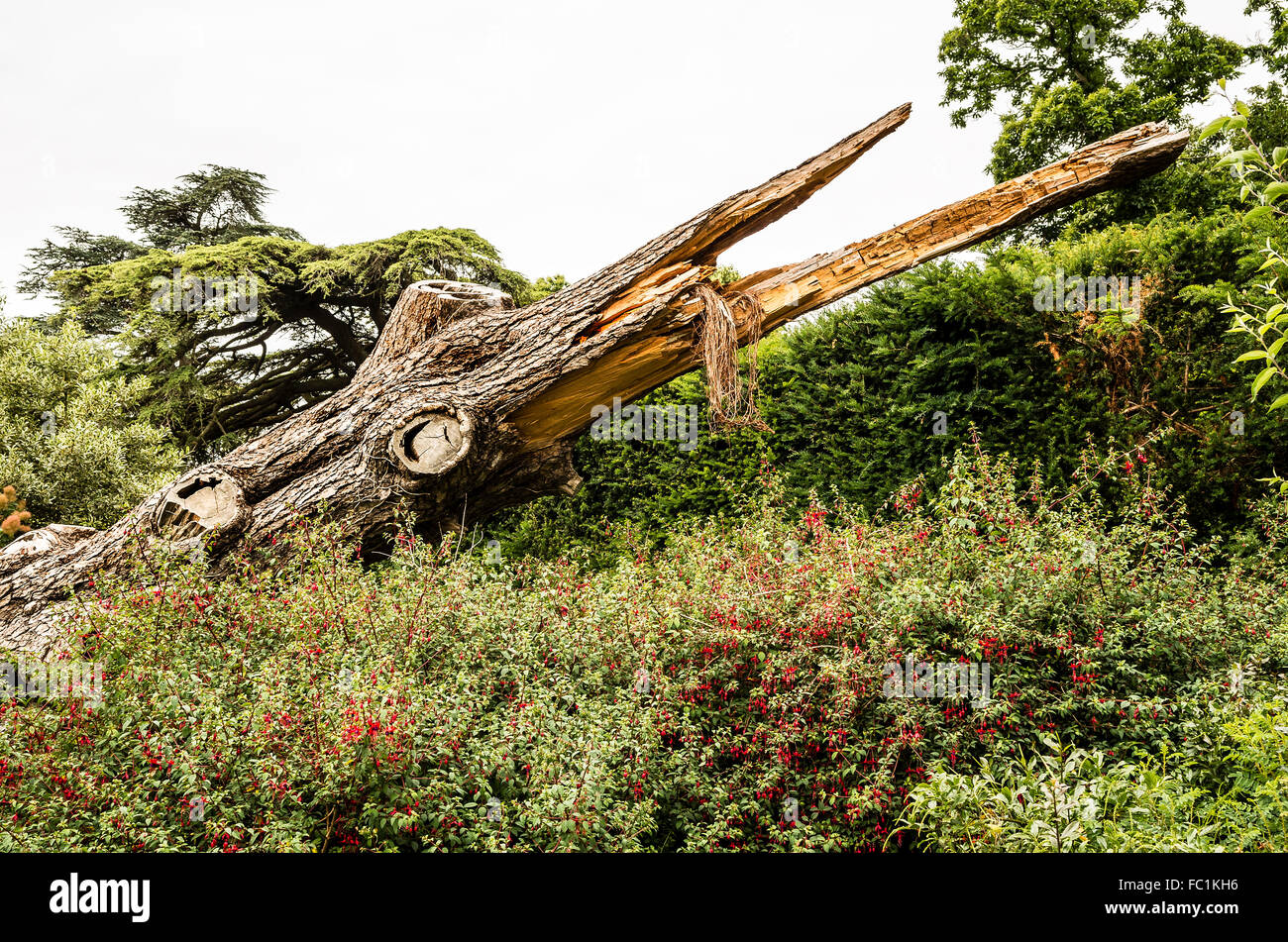 Gefallenen Baumstamm verlassen eine finstere Bildnis in einem Waldgebiet bei Hestercombe UK Garten Stockfoto
