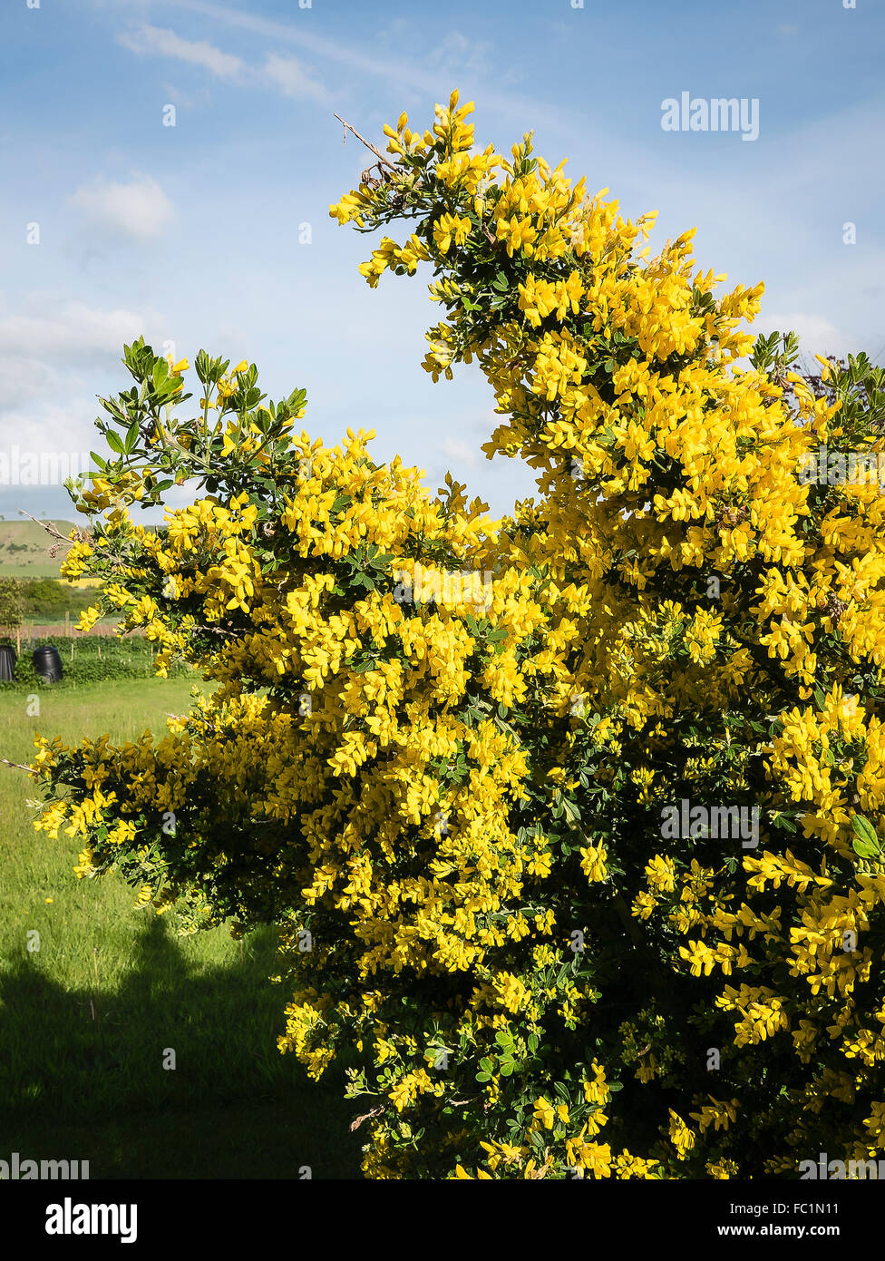 Genista Porlock in voller Blüte im Mai Stockfoto