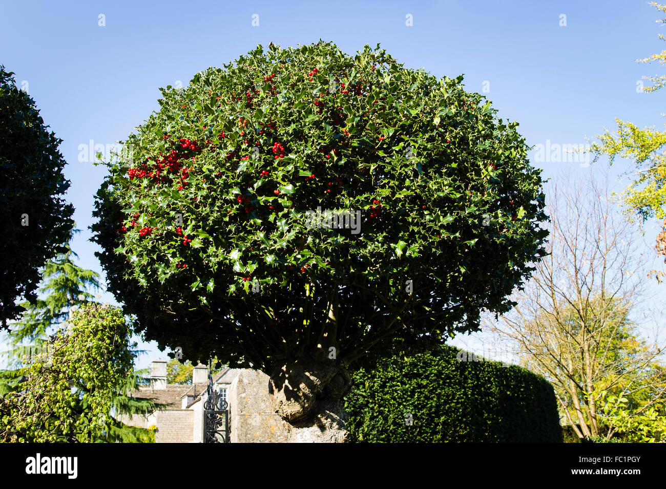 Eine Runde großbeerigen Stechpalme in einem englischen Garten Stockfoto