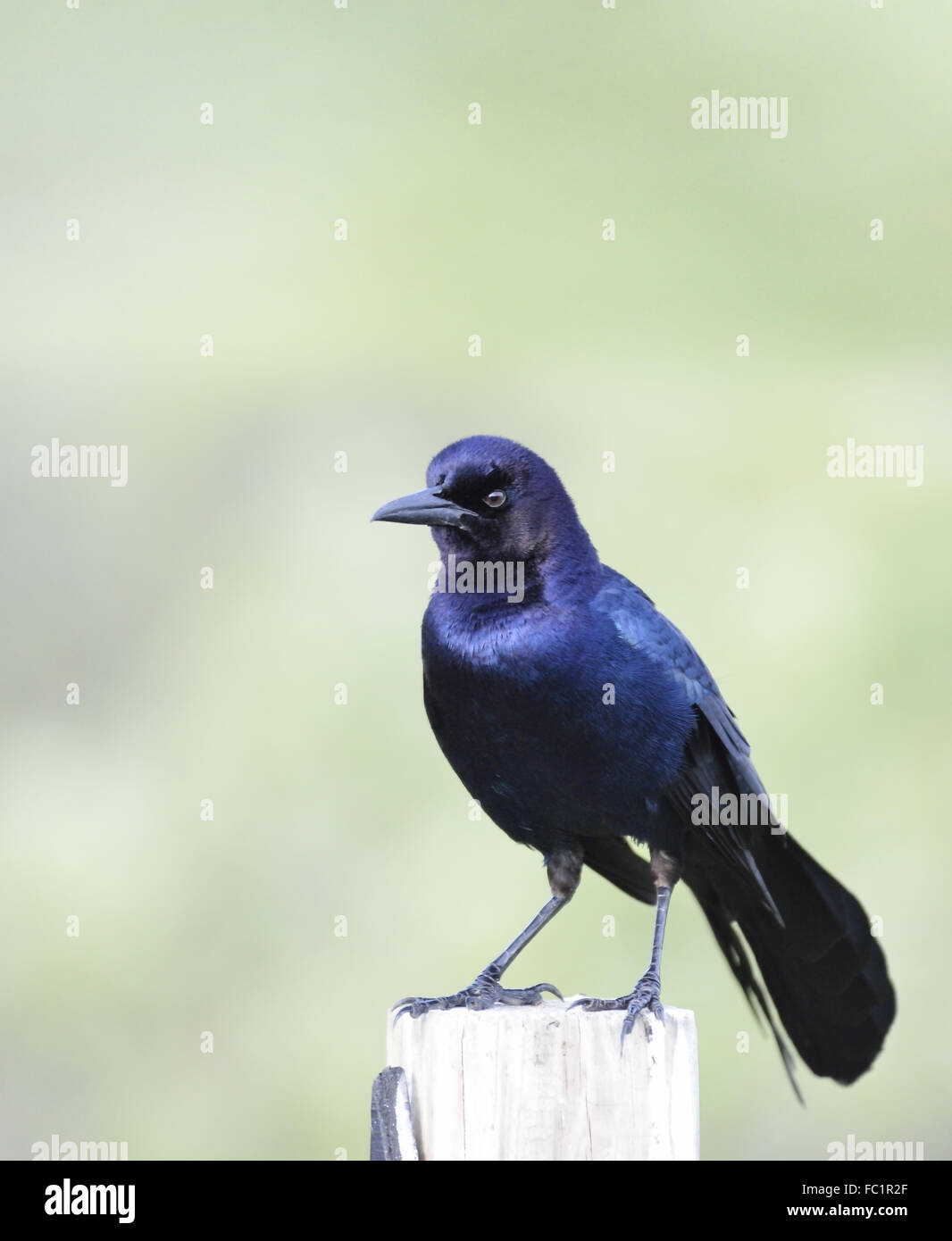 Boot-angebundene Grackle Stockfoto