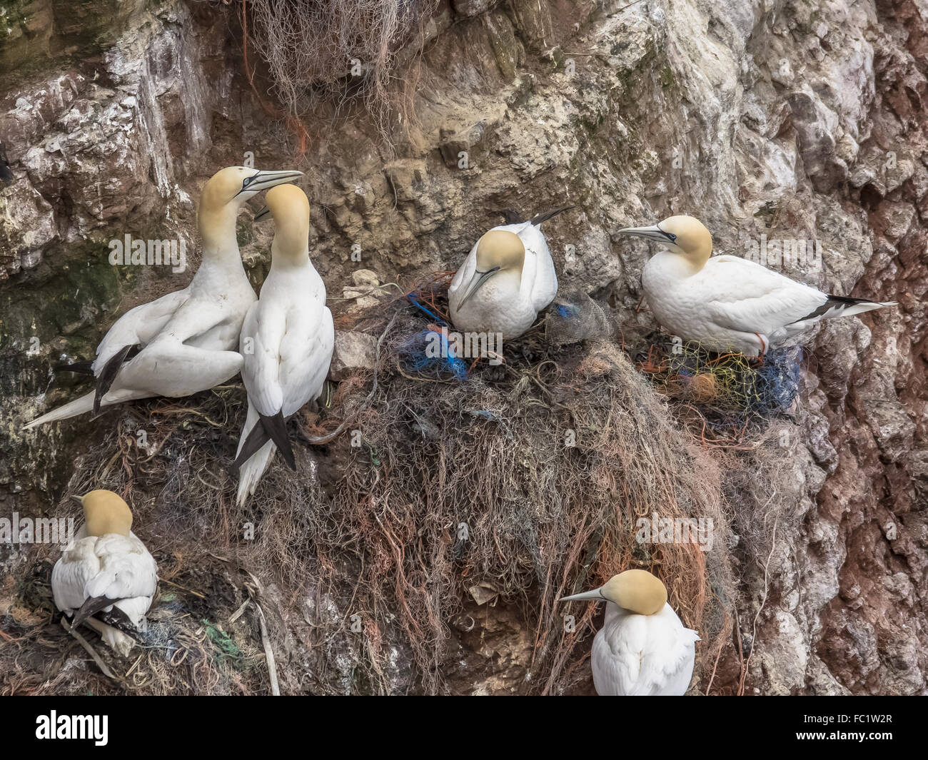 Paarungszeit - der Neid der anderen Stockfoto