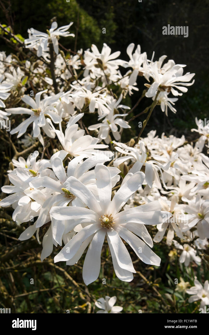Magnolia Stellata in voller Blüte im Frühjahr in einem englischen Garten Stockfoto