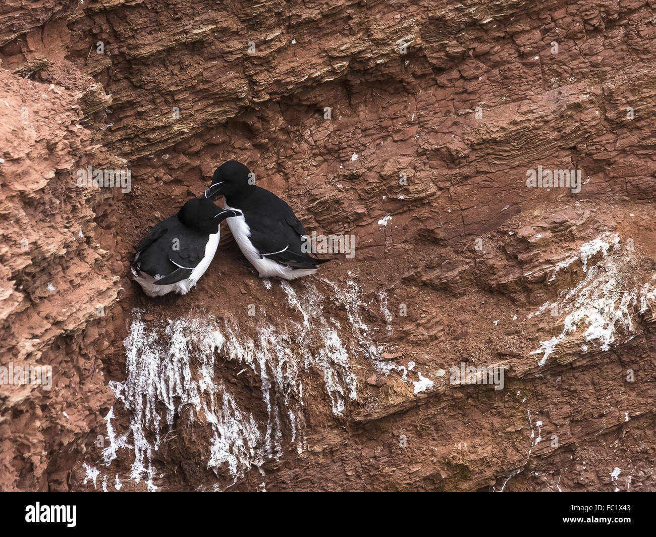 Tordalken Stockfoto