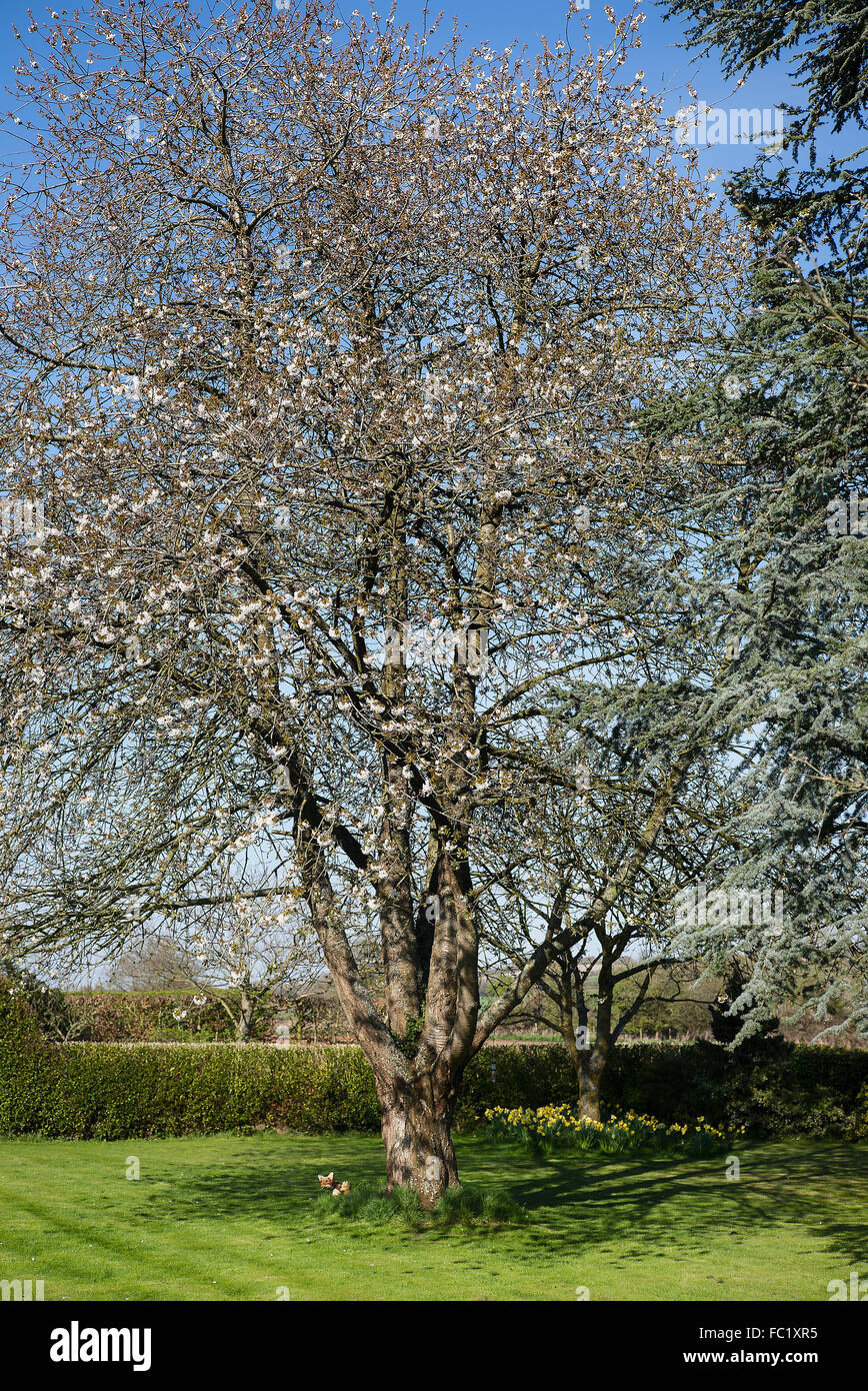 Prunus Avium mit neuen Blüte in einem englischen Garten Stockfoto