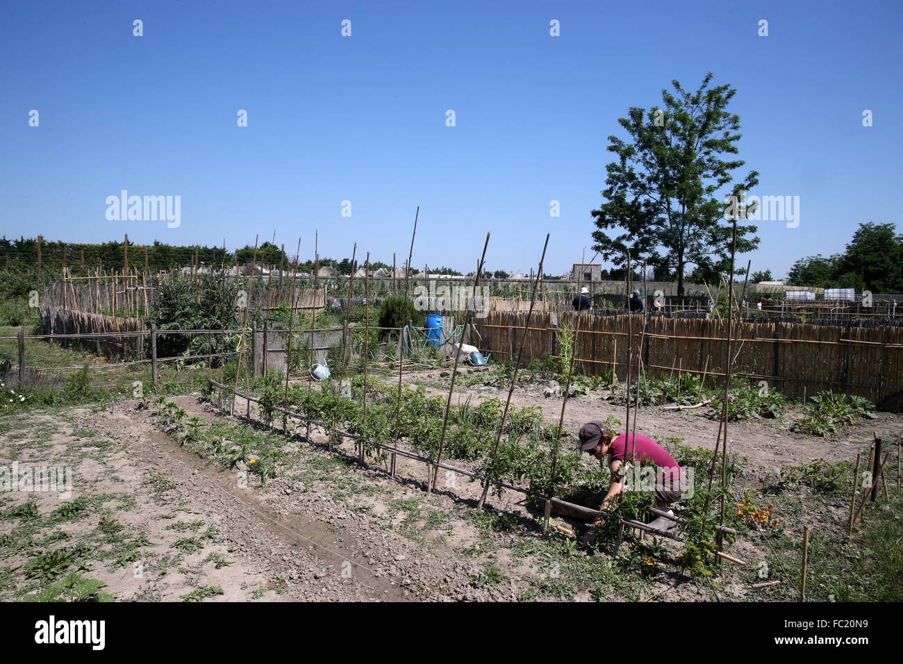 32+ Der Bio Garten, Einen eigenen biogarten anzulegen, ist der traum