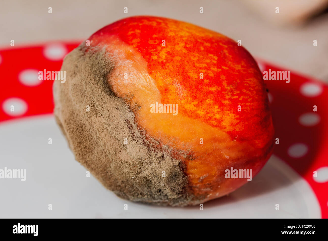 Großen Grauschimmel auf frischen Pfirsich auf Platte Stockfoto