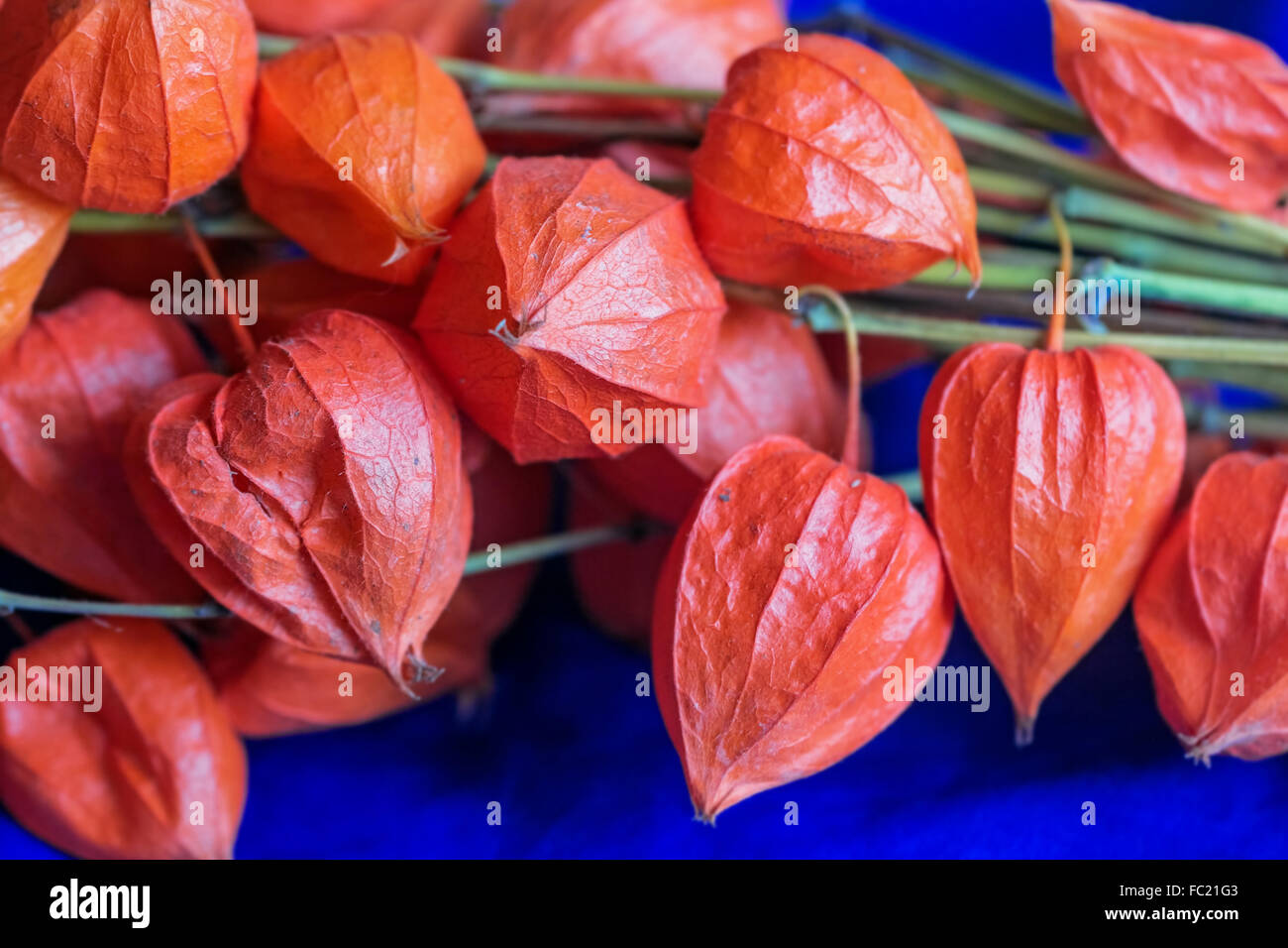 Orange schöne große Herbstblumen physalis Stockfoto