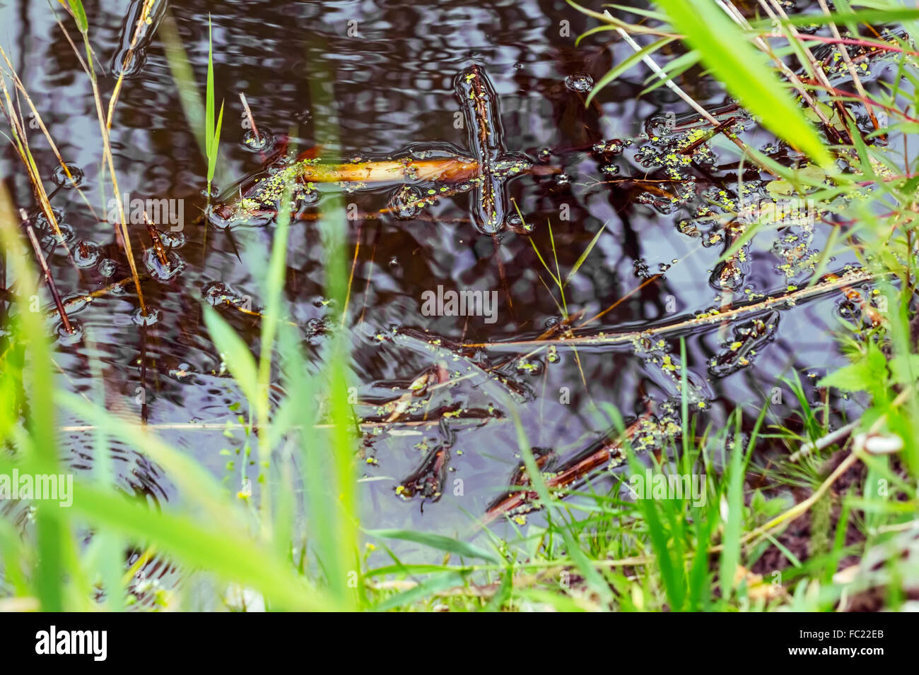 Dunklen Sumpf Wasser mit Wasserlinsen an bewölkten Tag Stockfoto