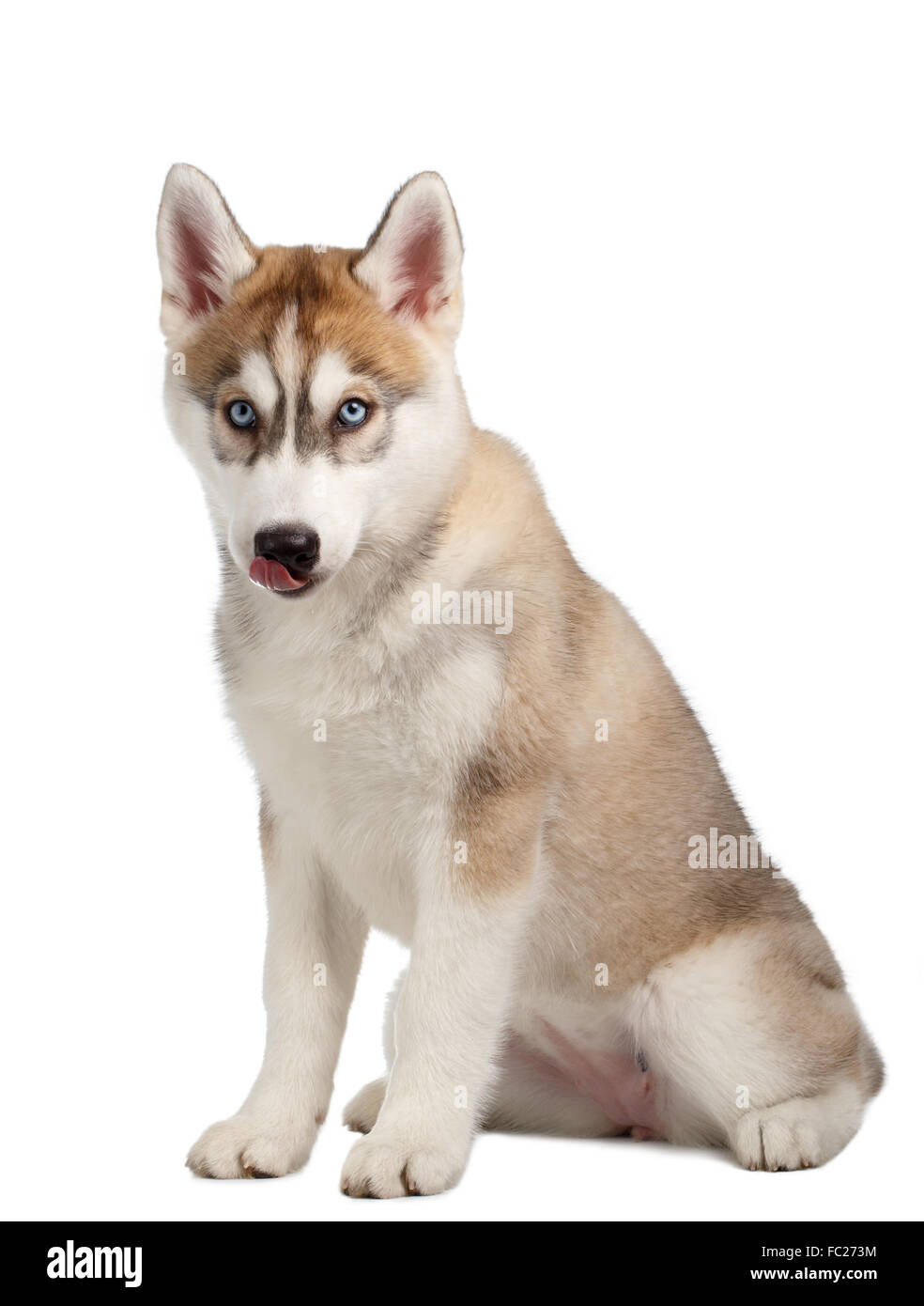 Siberian Husky Welpen leckte Stockfoto