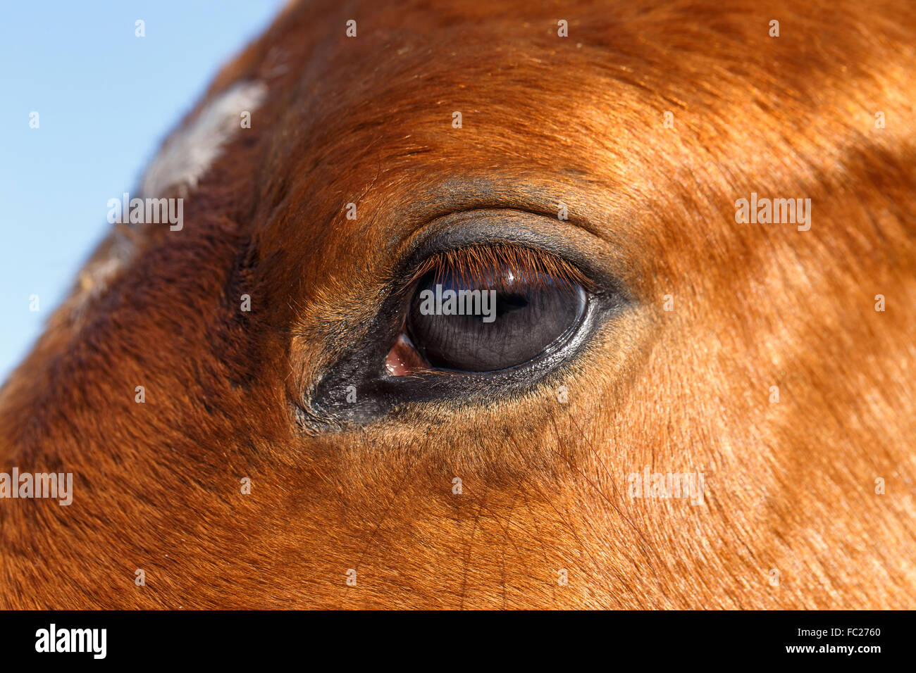 Closeup Profil des Auges Pferd Stockfoto