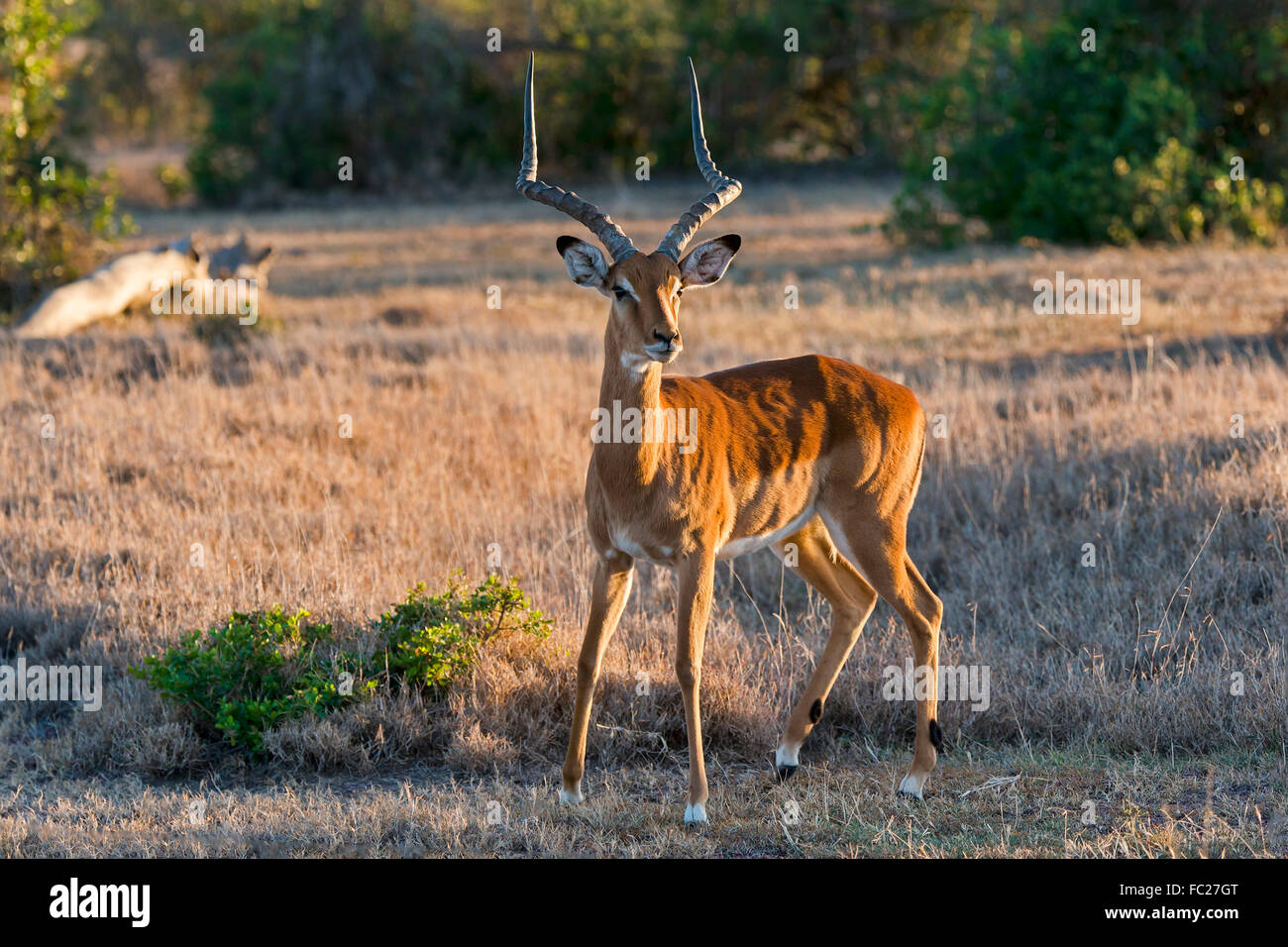 Impala (Aepyceros Melampus), Ol Pejeta Reserve, Kenia Stockfoto