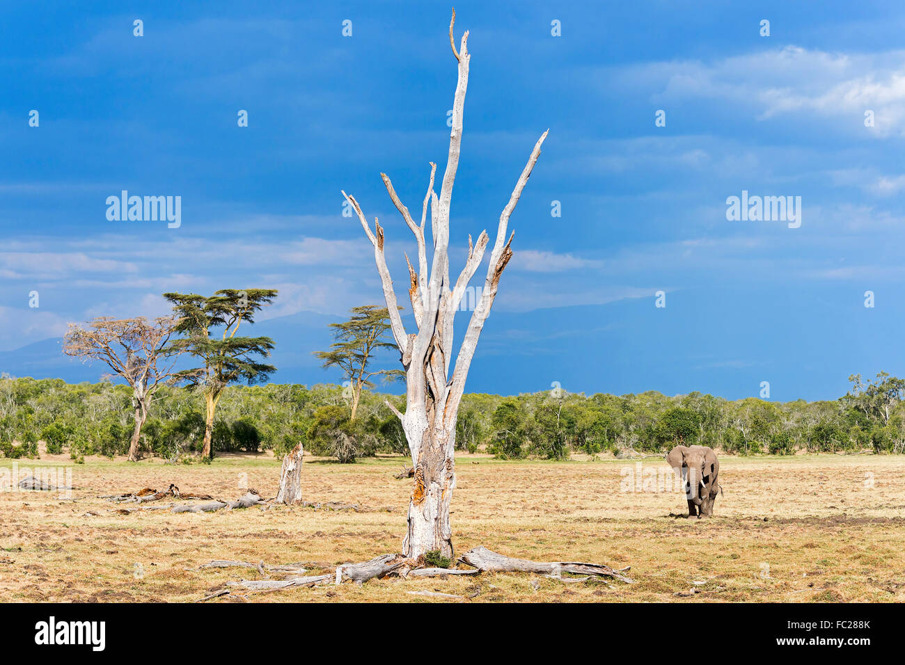 Afrikanischer Bush Elefant (Loxodonta Africana), Landschaft mit toter Baum, Ol Pejeta Reserve, Kenia Stockfoto