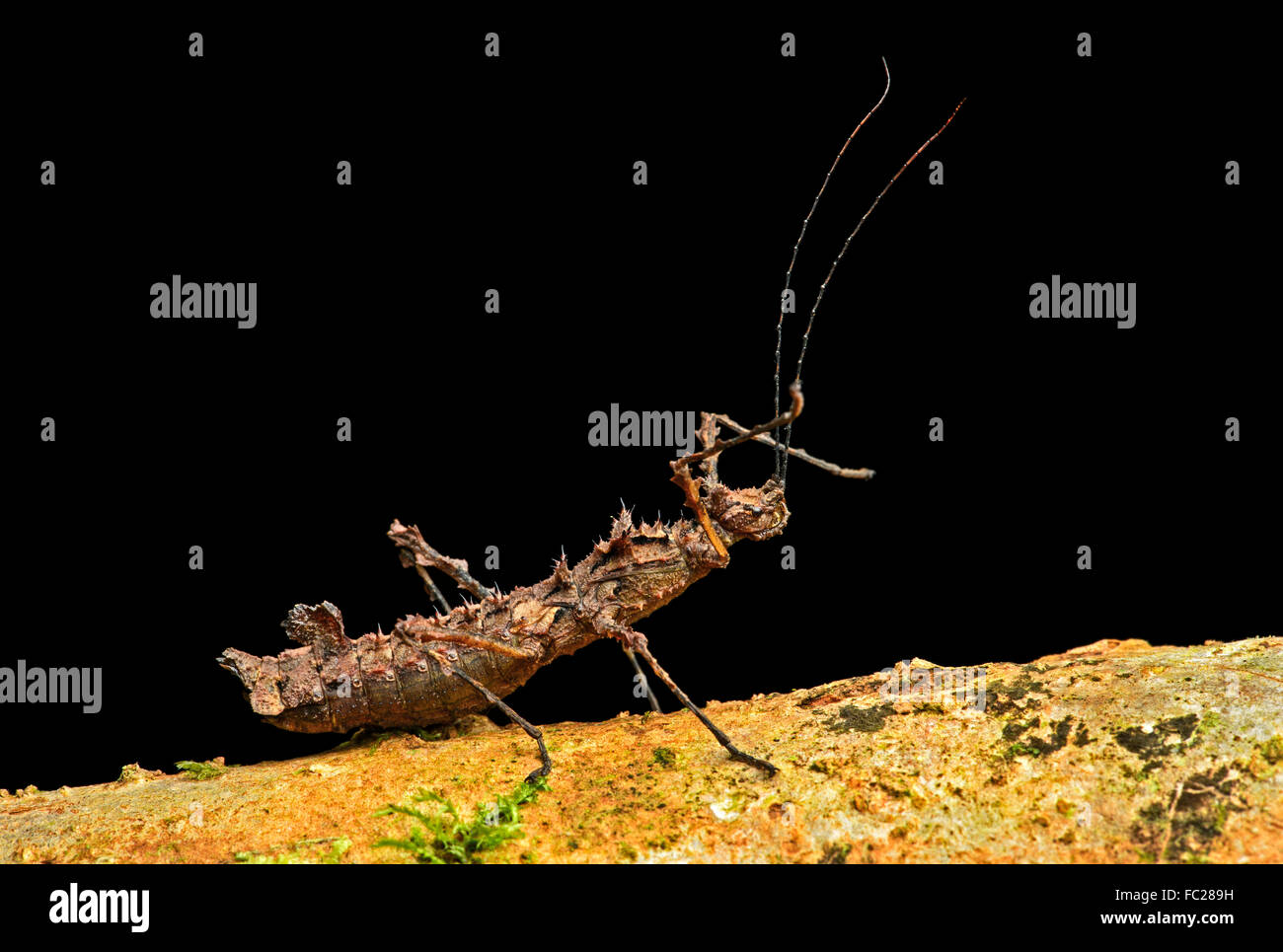 Dorn Stabheuschrecke (Parobrimus SP.), Nebel, Regen Wald, Cosanga, Ecuador Stockfoto