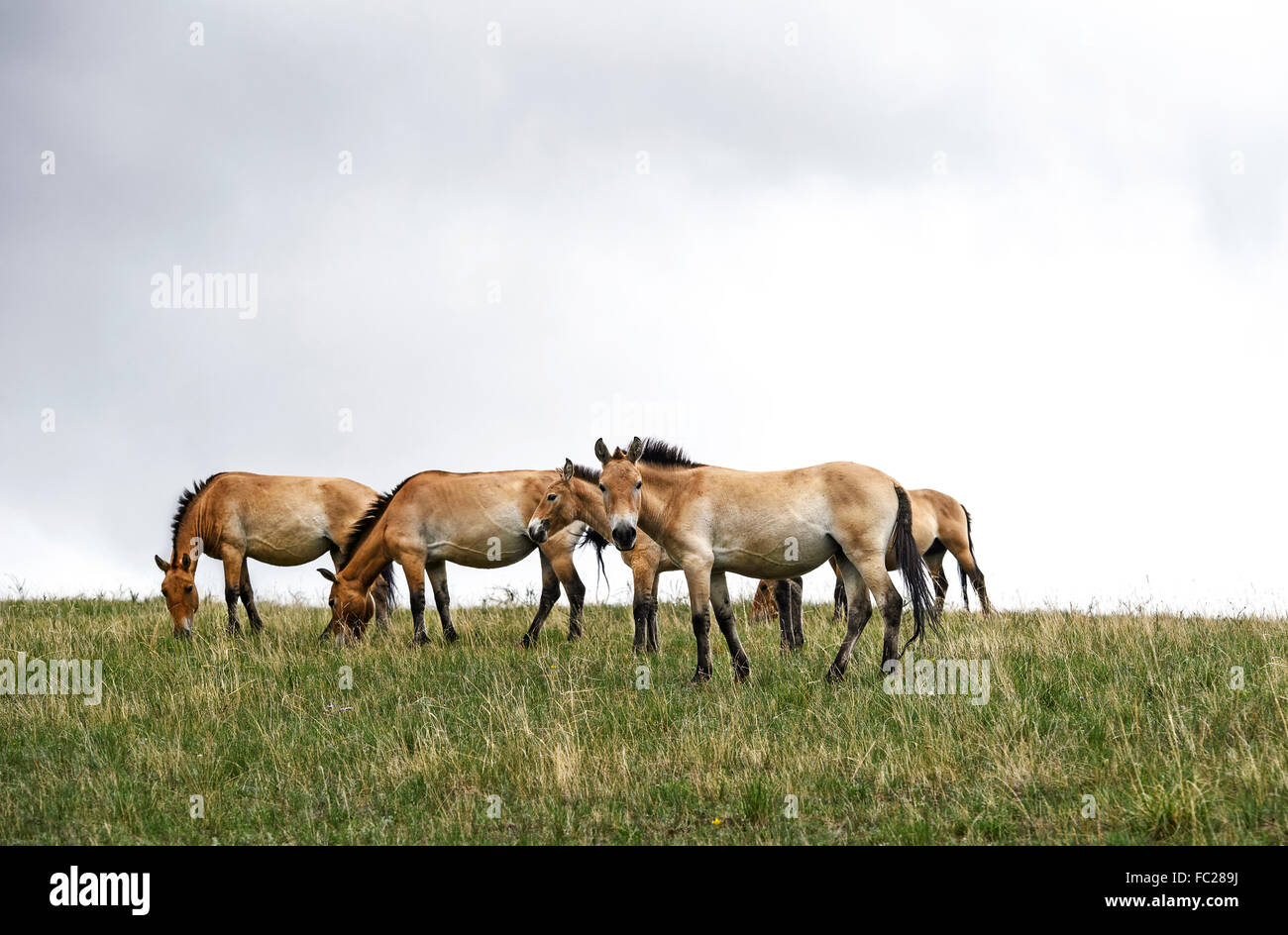 Przewalski-Wildpferde (Equus Ferus Przewalskii), Herde, Khustain Nuruu National Park, Töv Aimag, Mongolei Stockfoto