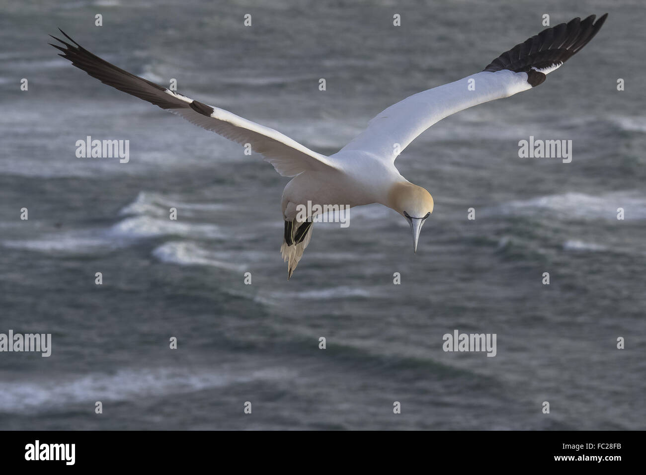 Wo ist mein Nest? Stockfoto