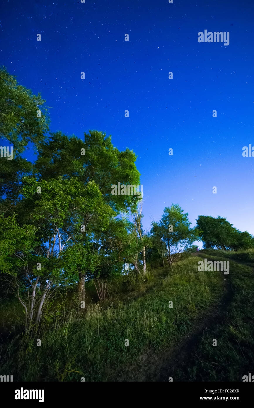 Baum auf einem Hintergrund Himmel Stockfoto